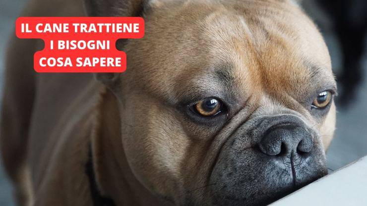 cane bulldog