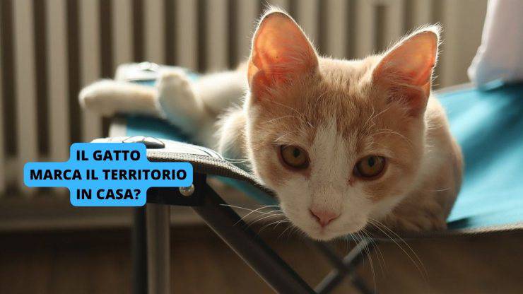 gatto in casa