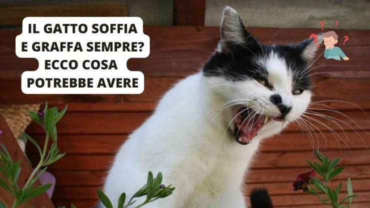 gatto arrabbiato