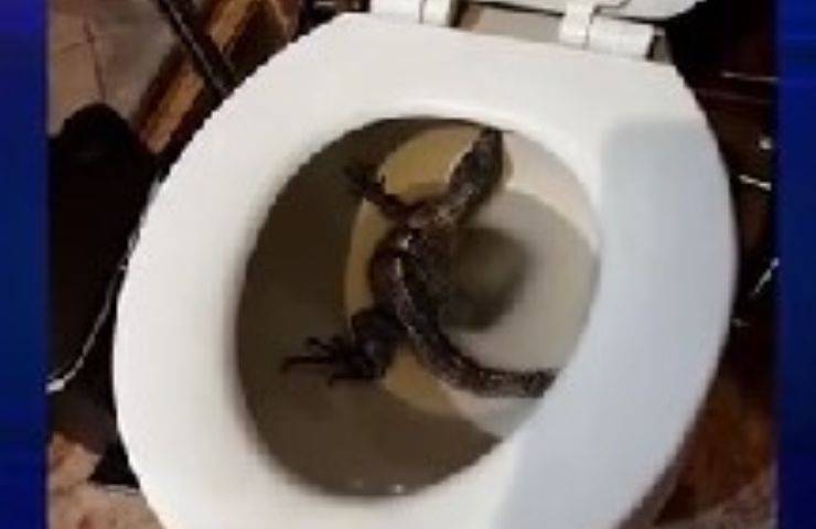 iguana wc florida