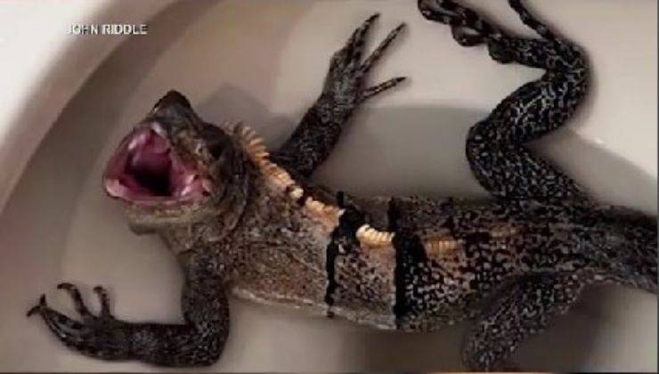 Iguana nel wc
