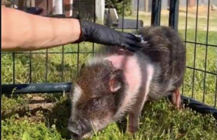 maialino salvato bagnetto trasformazione