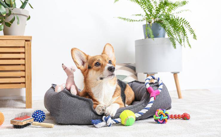 cane e giochi