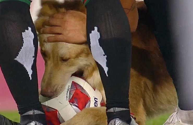 fido raggiunto giocatori Cile