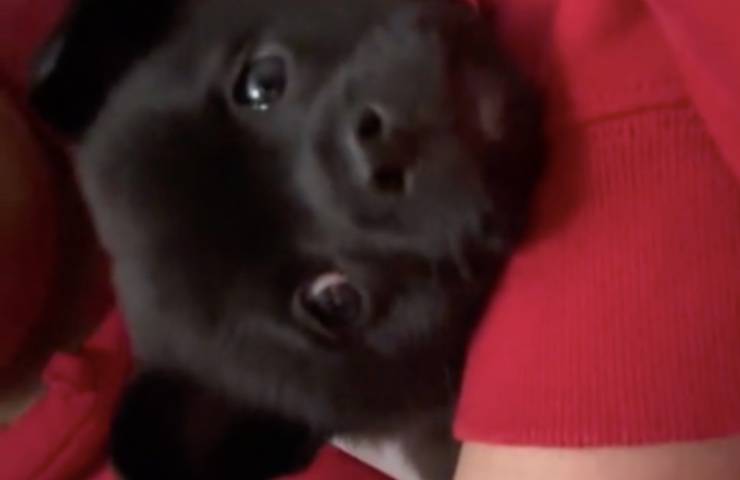 cane nero 2 mesi