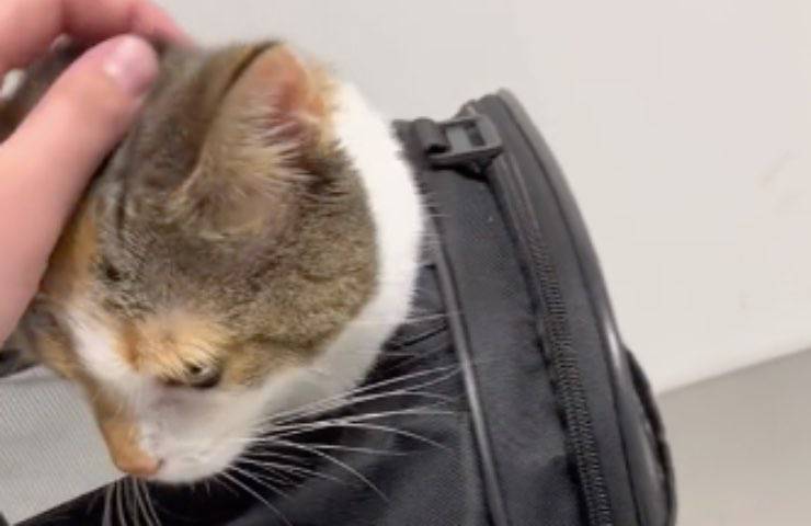 gatto 2 anni borsa