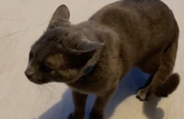 gatto parla mamma umana