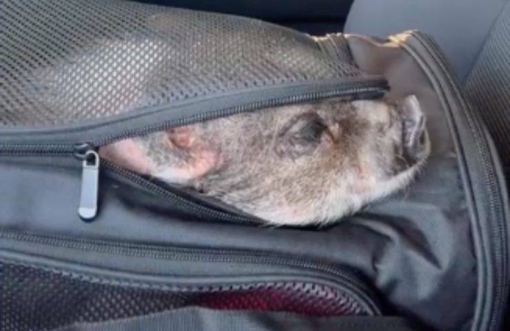 maialino dentro borsa viaggio