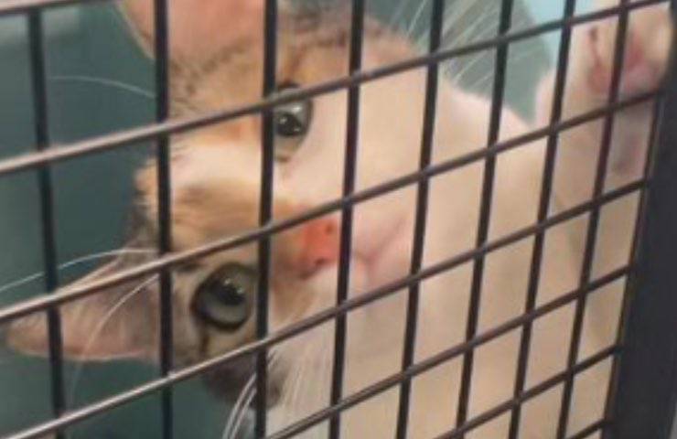 gatto PJ rifiuto adozione