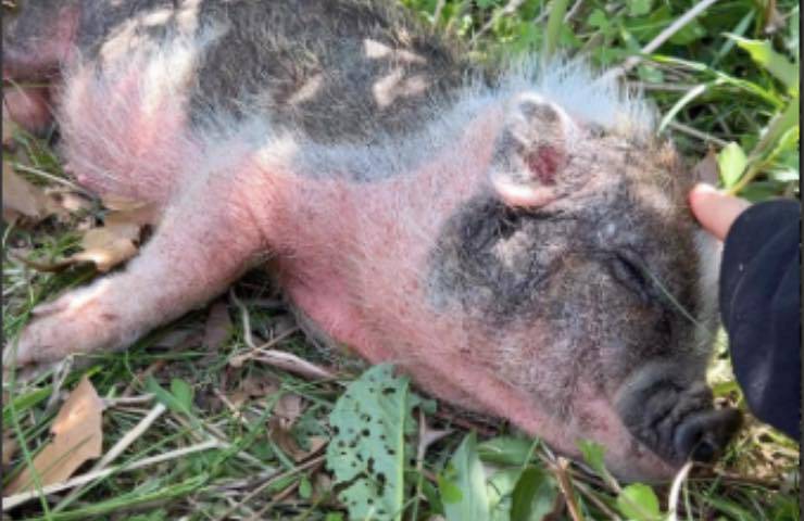 maialino perduto ritrovato foresta