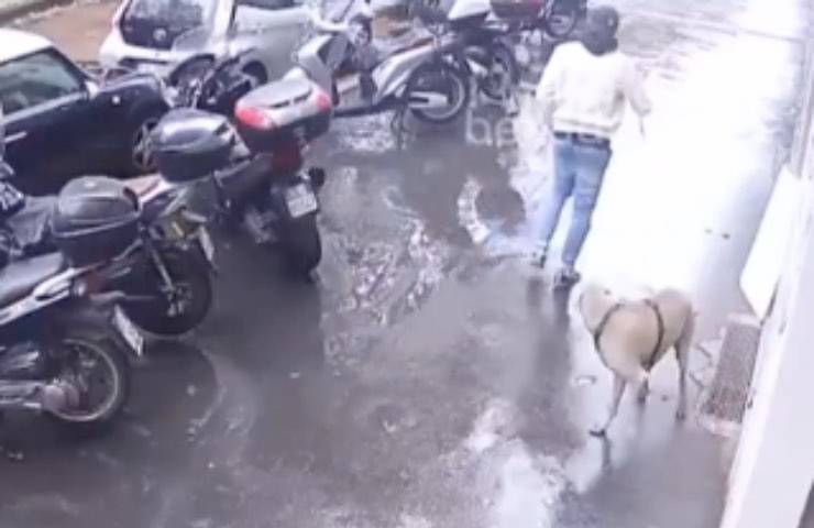 cane slegato guinzaglio malintenzionato