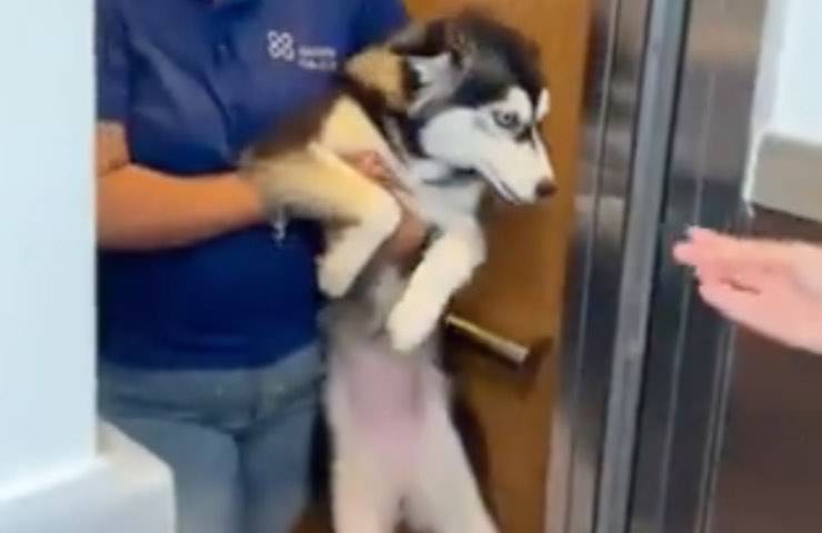 husky deperito segregato balcone 