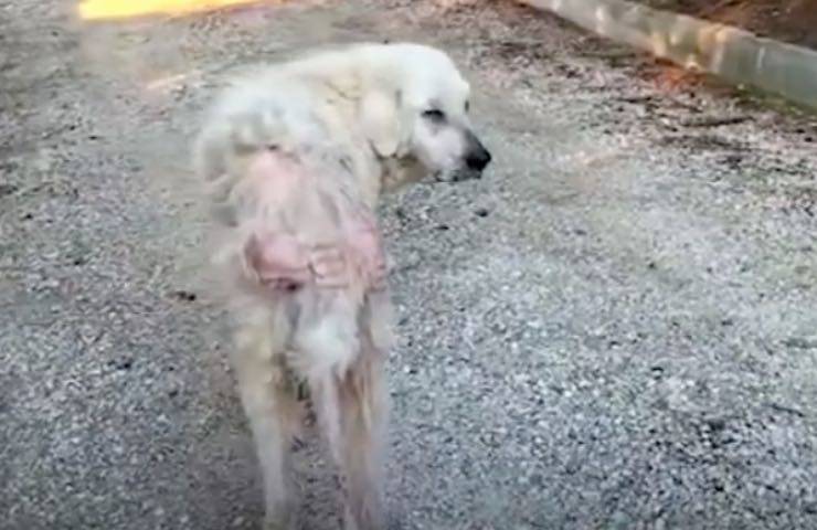 cane tumore OIPA ancora 