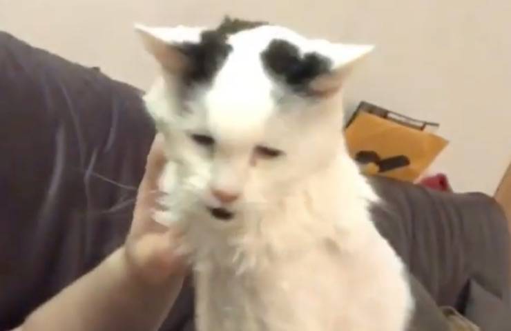 gatto famiglia sempre presente