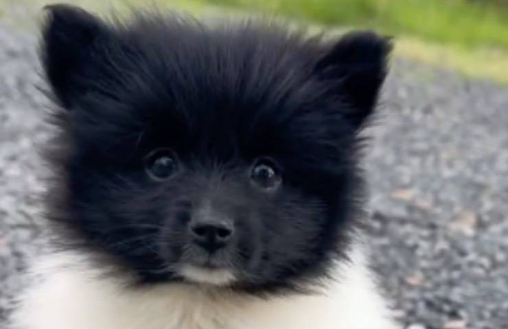 cane Pomerania bianco nero