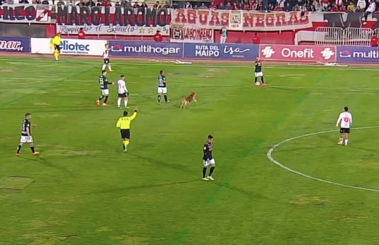 fido interrompe gioco diretta