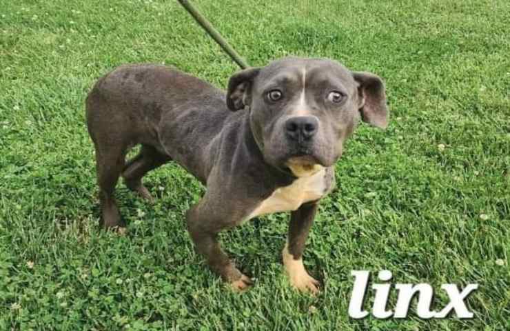 12 cani salvati, proprietario accusato di crudeltà verso gli animali