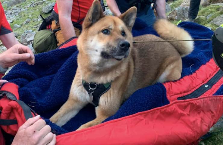 cane Shiba sfinito montagna