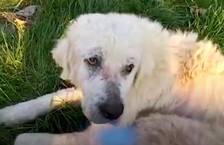 cane ritrovamento occhi tristi 