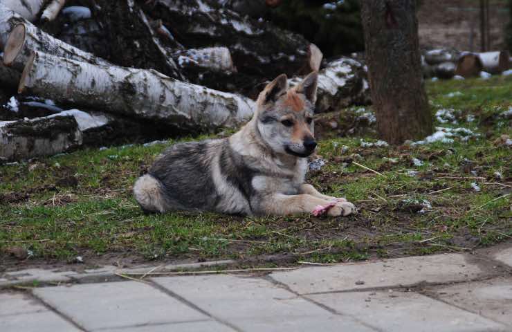 cane lasciato solo strada