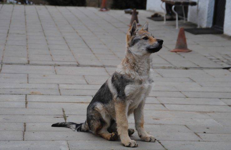 cane lupo cecoslovacco Firenze