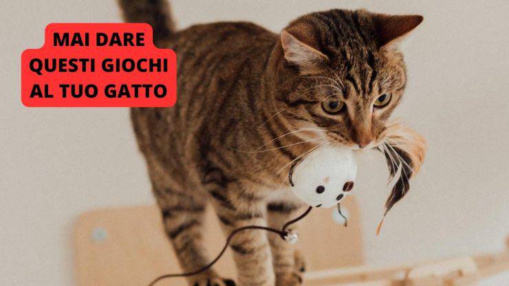 gatto con giochino