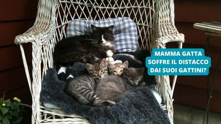 mamma gatta e gattini 