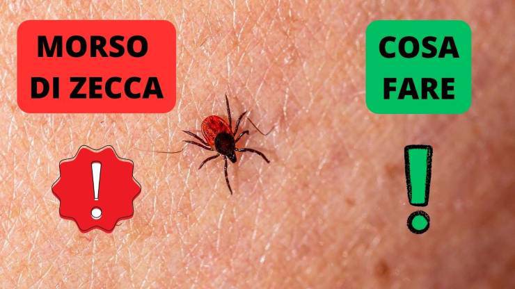 zecca