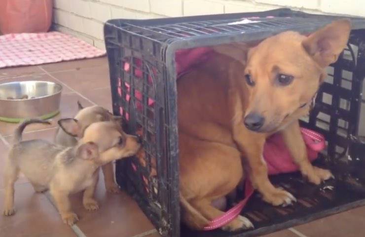 cagnolina mamma cuccioli pericolo