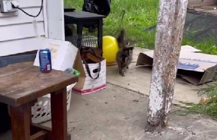 mamma e gattini salvati