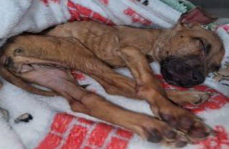 Cucciolo ridotto pelle e ossa abbandonato