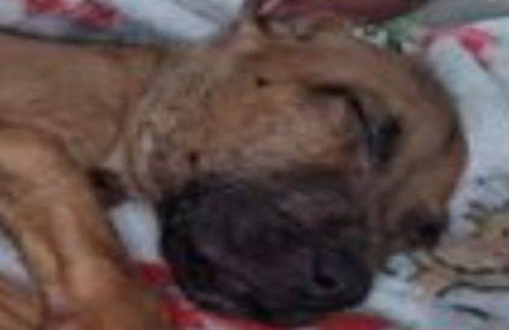 Cucciolo ridotto pelle e ossa abbandonato