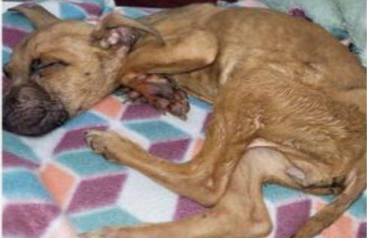 Cucciolo ridotto pelle e ossa abbandonato