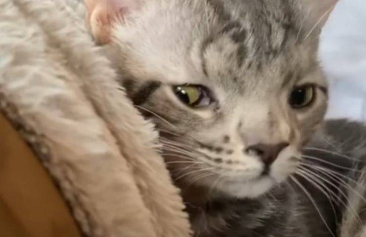 gatto con occhi diversi