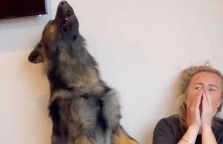 cane lancia allarme sonoro
