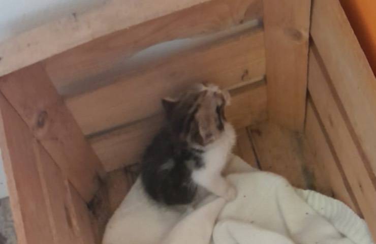 gatti cerca nuova casa