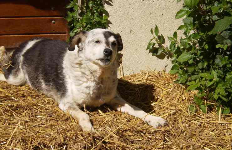 cagnolina picchiata albania