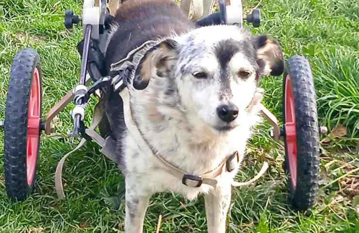 cane disabile cerca casa