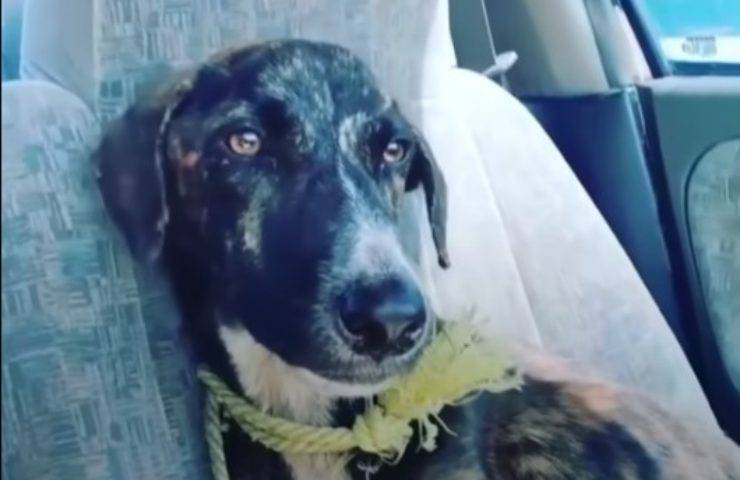 cosa dice lo sguardo di un cane