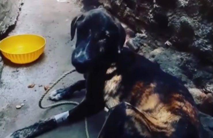 cane abbandonato non si fida più