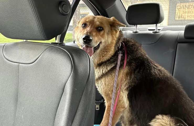 cane randagio con pupazzo