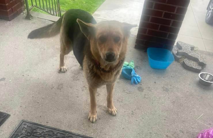 cane trovato sotto pioggia con peluche