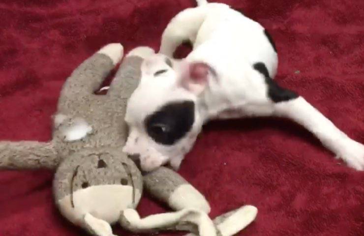 cucciolo pit bull Petey