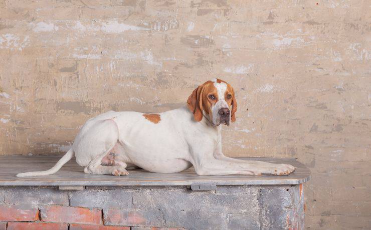 pointer inglese