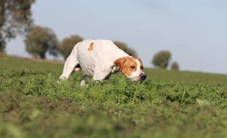pointer inglese
