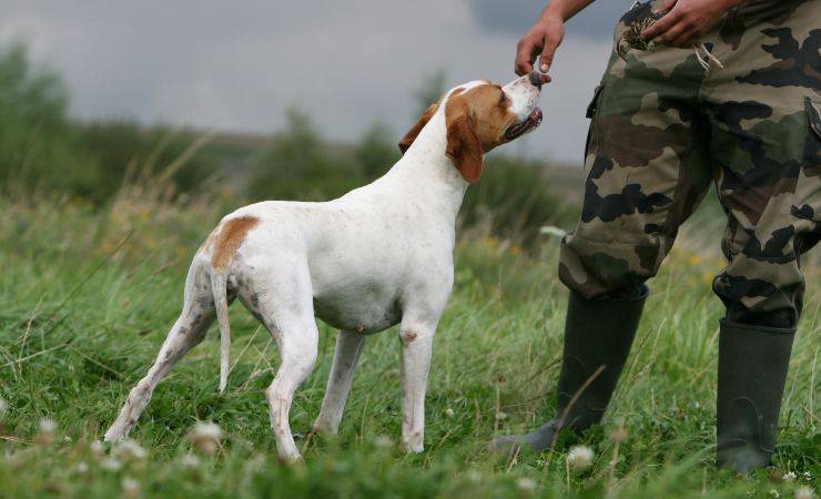 pointer inglese