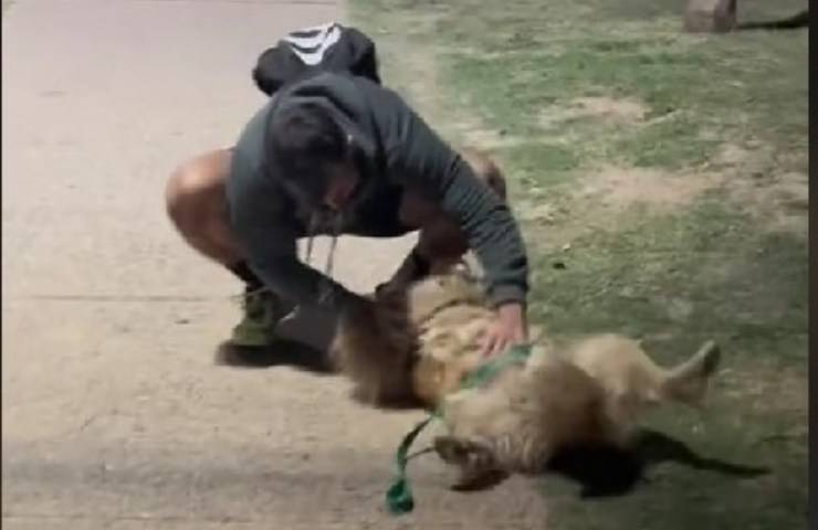 Reazione cane quando incontra ex
