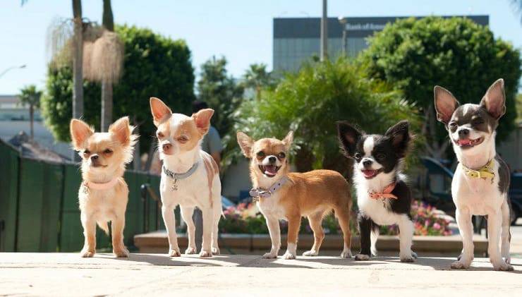 Beverly Hills Chihuahua
