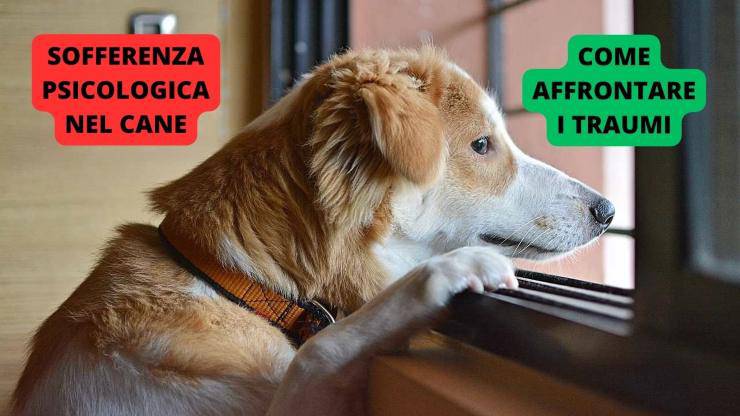 cane triste alla finestra