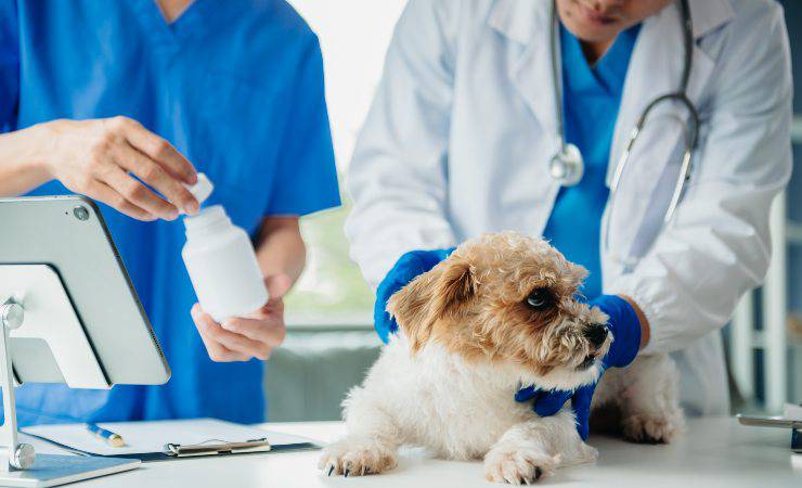 cane dal veterinario